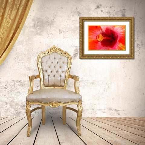 Georgia-Savannah Close-up of hibiscus in the spring Gold Ornate Wood Framed Art Print with Double Matting by Wells, Joanne