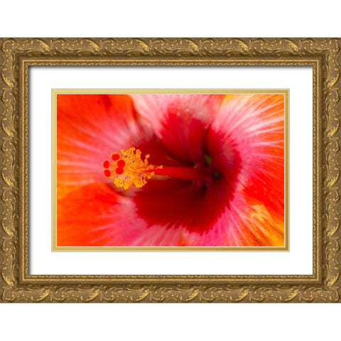 Georgia-Savannah Close-up of hibiscus in the spring Gold Ornate Wood Framed Art Print with Double Matting by Wells, Joanne
