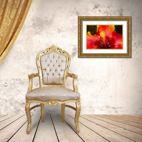 Georgia-Savannah Close-up of a hibiscus, Gold Ornate Wood Framed Art Print with Double Matting by Wells, Joanne