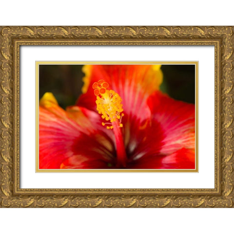 Georgia-Savannah Close-up of a hibiscus, Gold Ornate Wood Framed Art Print with Double Matting by Wells, Joanne