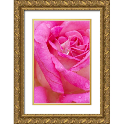 USA- Georgia- Savannah. Pink rose with water drops. Gold Ornate Wood Framed Art Print with Double Matting by Wells, Joanne