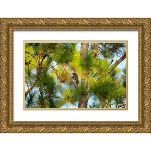 USA- Georgia- Savannah. Pileated woodpecker in tall pine tree. Gold Ornate Wood Framed Art Print with Double Matting by Wells, Joanne