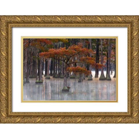 USA- Georgia- Twin City. Fall cypress tress in the fog Gold Ornate Wood Framed Art Print with Double Matting by Wells, Joanne