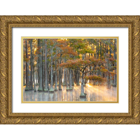 USA- Georgia- Twin City. Fall cypress tress in the fog at sunrise. Gold Ornate Wood Framed Art Print with Double Matting by Wells, Joanne