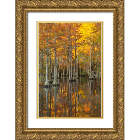 USA- Georgia- Twin City. Fall cypress tress in the morning light. Gold Ornate Wood Framed Art Print with Double Matting by Wells, Joanne
