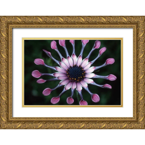 Hawaii, Maui Spoon daisy wildflower Gold Ornate Wood Framed Art Print with Double Matting by Ross, Nancy ,  Steve