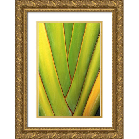USA, Hawaii, Big Island Tropical plant abstract Gold Ornate Wood Framed Art Print with Double Matting by Ross, Nancy ,  Steve