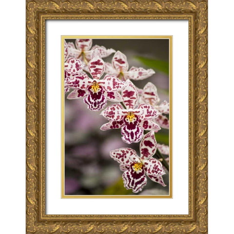 Hawaii, Hilo A spray of orchids growing Gold Ornate Wood Framed Art Print with Double Matting by Kaveney, Wendy