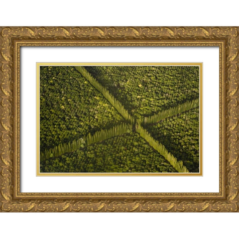 HI, Hilo Aerial view of Macadamia Nut Farm trees Gold Ornate Wood Framed Art Print with Double Matting by Kaveney, Wendy