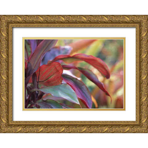 USA, Hawaii, Kauai Close-up of ti plant leaves Gold Ornate Wood Framed Art Print with Double Matting by Satushek, Steve