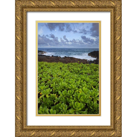 Hawaii, Kauai Plants next to rocky coastline Gold Ornate Wood Framed Art Print with Double Matting by Flaherty, Dennis