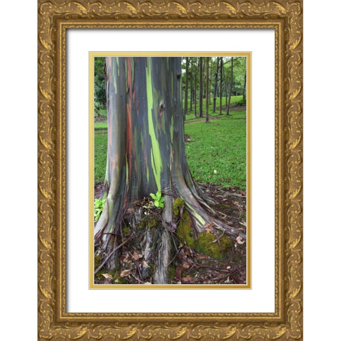 Hawaii, Kauai Colorful eucalyptus tree bark Gold Ornate Wood Framed Art Print with Double Matting by Flaherty, Dennis