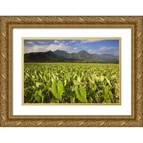 USA, Hawaii, Kauai Taro fields in Hanalei Valley Gold Ornate Wood Framed Art Print with Double Matting by Flaherty, Dennis