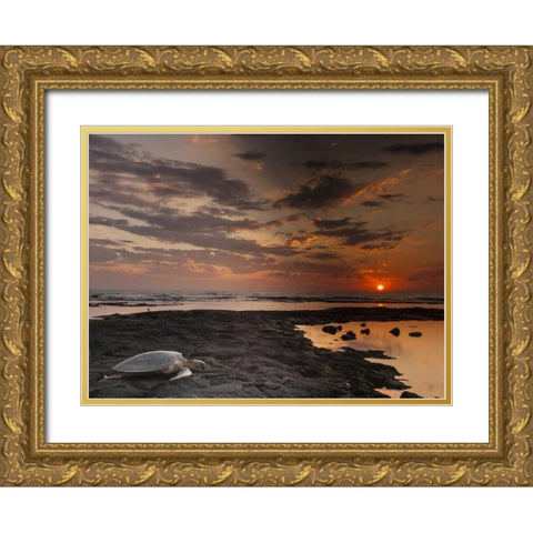 HI, Honokohau Bay Green sea turtle on beach Gold Ornate Wood Framed Art Print with Double Matting by Illg, Cathy and Gordon