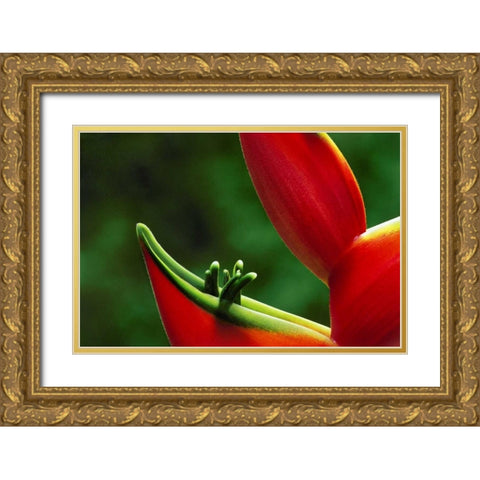Hawaii, Hilo Heliconia flower close-up Gold Ornate Wood Framed Art Print with Double Matting by Bush, Marie