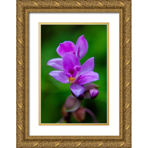 Hawaii-Kauai Close-up of wild orchid flower Gold Ornate Wood Framed Art Print with Double Matting by Jaynes Gallery