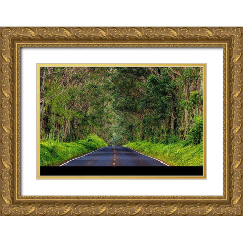 Tree tunnel of Eucalyptus trees line Maliuhi Road near Koloa in Kauai-Hawaii-USA Gold Ornate Wood Framed Art Print with Double Matting by Haney, Chuck