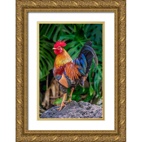 Feral rooster-Kauai-Hawaii-USA Gold Ornate Wood Framed Art Print with Double Matting by Engelbrecht, Jim