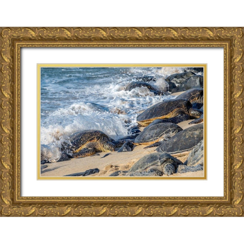 Green Sea Turtles-Maui-Hawaii-USA Gold Ornate Wood Framed Art Print with Double Matting by Engelbrecht, Jim