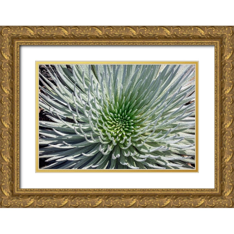 Haleakala silversword-Maui-Hawaii-USA Gold Ornate Wood Framed Art Print with Double Matting by Engelbrecht, Jim