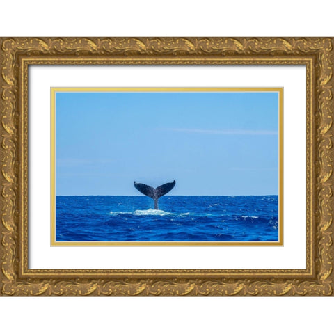 Humpback whale tail Gold Ornate Wood Framed Art Print with Double Matting by Engelbrecht, Jim