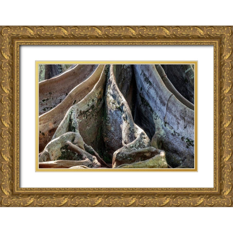 Moreton Bay Fig tree-Kauai-Hawaii-USA Gold Ornate Wood Framed Art Print with Double Matting by Engelbrecht, Jim