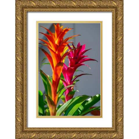 Bromeliad Gold Ornate Wood Framed Art Print with Double Matting by Engelbrecht, Lisa S.