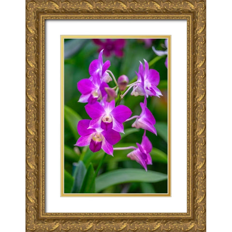 Dendrobium Orchid Gold Ornate Wood Framed Art Print with Double Matting by Engelbrecht, Lisa S.