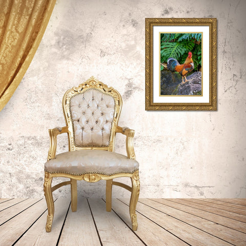 Feral rooster-Kauai-Hawaii-USA Gold Ornate Wood Framed Art Print with Double Matting by Engelbrecht, Lisa S.