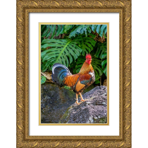 Feral rooster-Kauai-Hawaii-USA Gold Ornate Wood Framed Art Print with Double Matting by Engelbrecht, Lisa S.