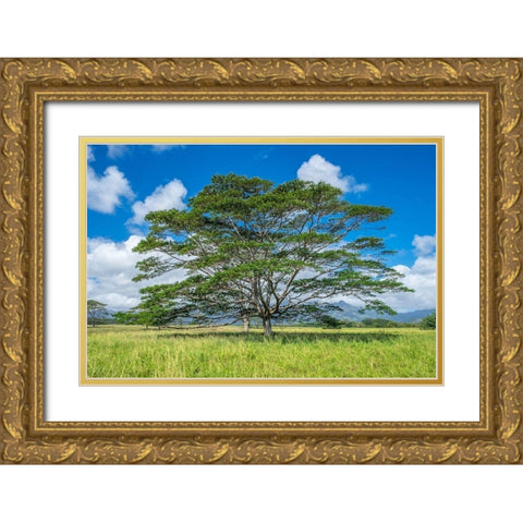 Monkeypod tree-Kauai-Hawaii-USA Gold Ornate Wood Framed Art Print with Double Matting by Engelbrecht, Lisa S.