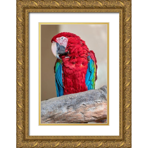 Scarlet Macaw Gold Ornate Wood Framed Art Print with Double Matting by Engelbrecht, Lisa S.