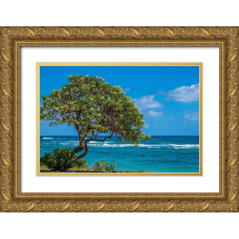 Tree overlooking Poipu Bay-Kauai-Hawaii-USA Gold Ornate Wood Framed Art Print with Double Matting by Engelbrecht, Lisa S.