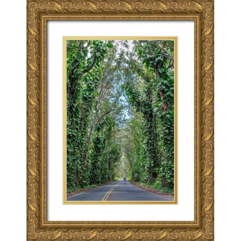 Tunnel of trees-Maluhia Road-Kauai-Hawaii-USA Gold Ornate Wood Framed Art Print with Double Matting by Engelbrecht, Lisa S.