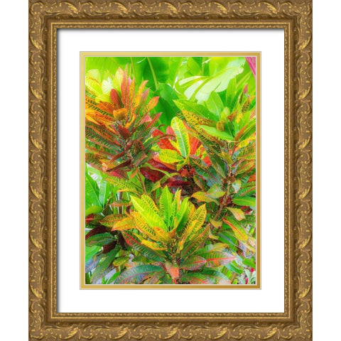Hawaii-Maui-Kihei-Croton tropical and colorful leaf plant Gold Ornate Wood Framed Art Print with Double Matting by Gulin, Sylvia