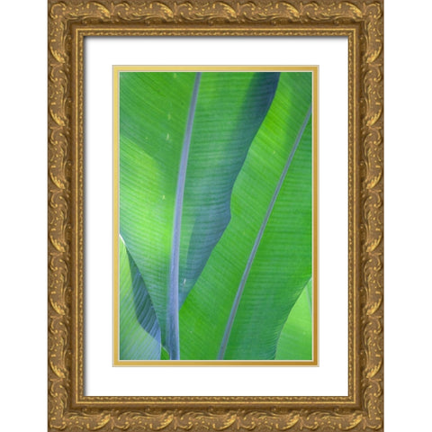 Hawaii-Kauai-Banana leaves Gold Ornate Wood Framed Art Print with Double Matting by Gulin, Sylvia