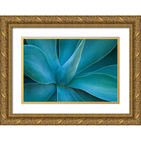 Hawaii-Maui-Kula-agave plant design Gold Ornate Wood Framed Art Print with Double Matting by Gulin, Sylvia