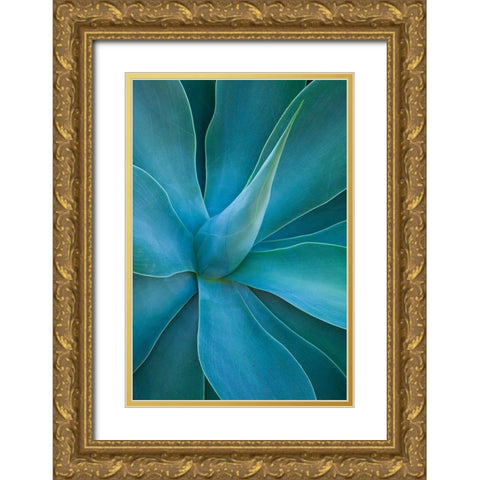 Hawaii-Maui-Kula-agave plant design Gold Ornate Wood Framed Art Print with Double Matting by Gulin, Sylvia