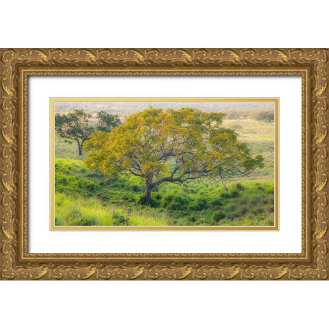 Hawaii-Maui-Kula upcountry lone tree Gold Ornate Wood Framed Art Print with Double Matting by Gulin, Sylvia