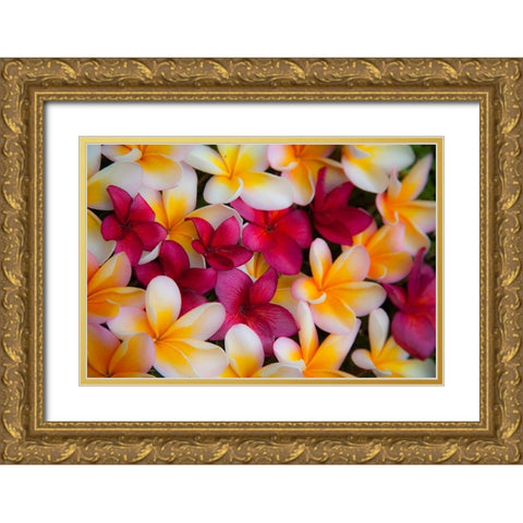 Hawaii-Maui-Kapalua colorful plumeria fallen blooms Gold Ornate Wood Framed Art Print with Double Matting by Gulin, Sylvia