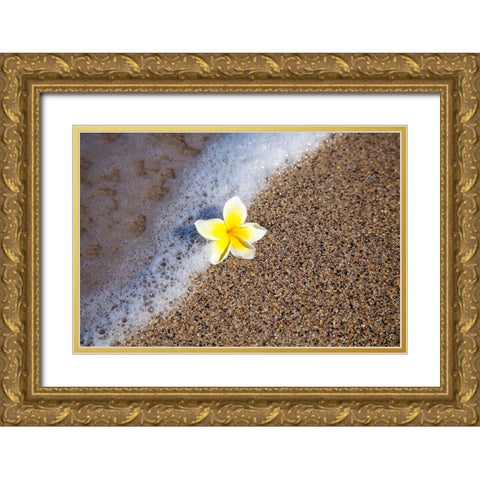 Hawaii-Maui-Kihei beach with fallen Plumeria bloom surfline Gold Ornate Wood Framed Art Print with Double Matting by Gulin, Sylvia