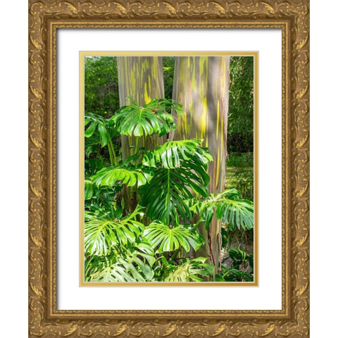 Hawaii-Maui-Up Country-Kula-Kula Botanical Gardens with Rainbow eucalyptus trees Gold Ornate Wood Framed Art Print with Double Matting by Gulin, Sylvia