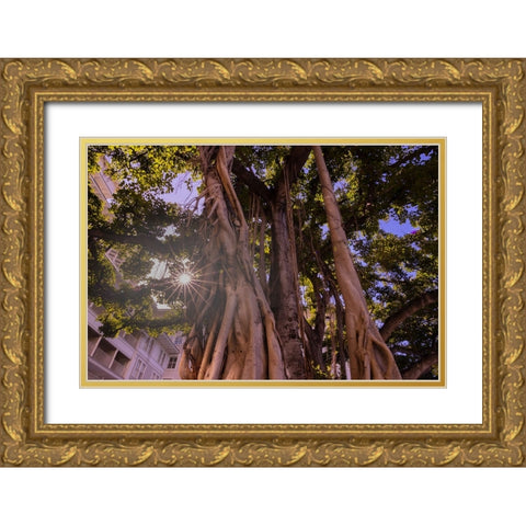 Majestic old Banyan tree with sunstar-Waikiki-Oahu-Hawaii Gold Ornate Wood Framed Art Print with Double Matting by Norring, Tom