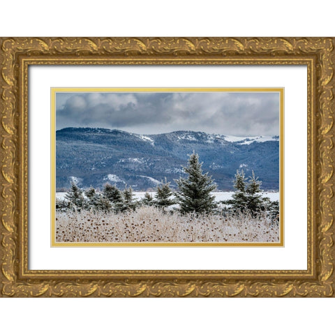 Evergreen trees in winter with Teton Mountains in distance-Driggs-Idaho Gold Ornate Wood Framed Art Print with Double Matting by Garber, Howie