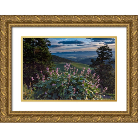 USA-Idaho-Mountain Globemallow and view of Teton Valley Gold Ornate Wood Framed Art Print with Double Matting by Garber, Howie