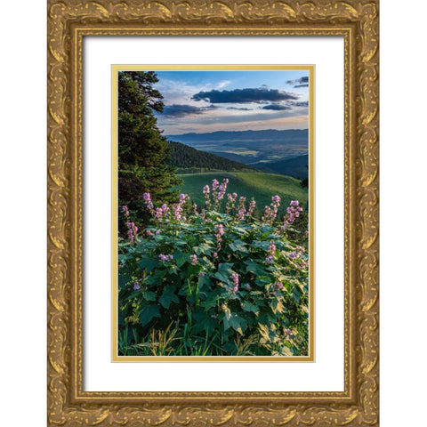 USA-Idaho-Mountain Globemallow and view of Teton Valley Gold Ornate Wood Framed Art Print with Double Matting by Garber, Howie