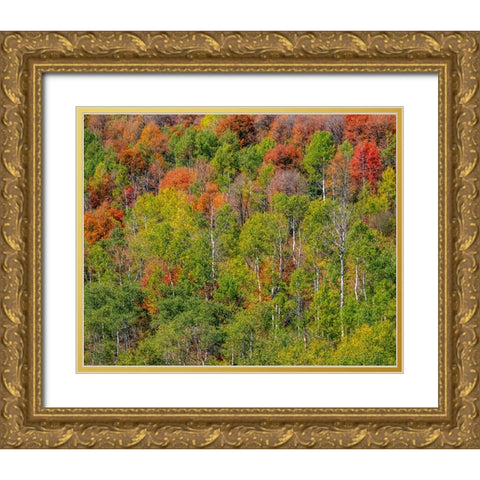 USA-Idaho-Highway 36 west of Liberty and hillsides covered with Canyon Maple and Aspens in autumn Gold Ornate Wood Framed Art Print with Double Matting by Gulin, Sylvia
