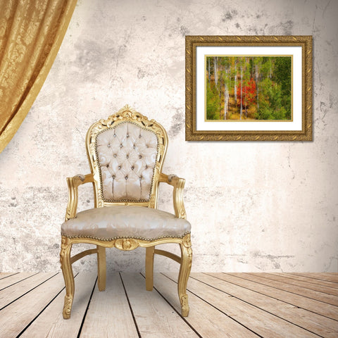 USA-Idaho-Highway 36 west of Liberty and hillsides covered with Canyon Maple and Aspens in autumn Gold Ornate Wood Framed Art Print with Double Matting by Gulin, Sylvia