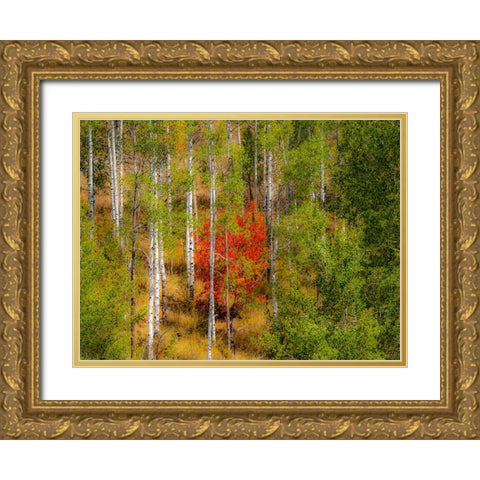 USA-Idaho-Highway 36 west of Liberty and hillsides covered with Canyon Maple and Aspens in autumn Gold Ornate Wood Framed Art Print with Double Matting by Gulin, Sylvia