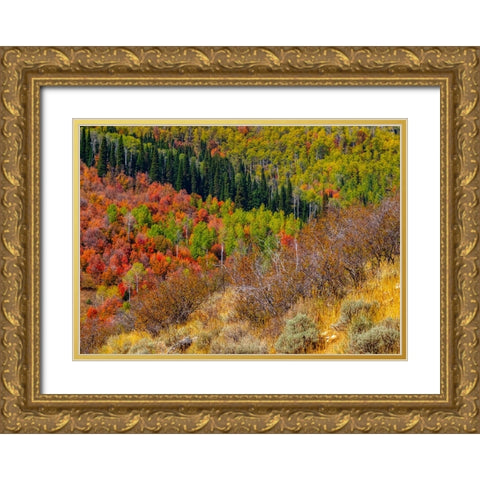 USA-Idaho-Highway 36 west of Liberty and hillsides covered with Canyon Maple and Aspens in autumn Gold Ornate Wood Framed Art Print with Double Matting by Gulin, Sylvia
